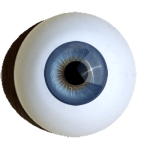 Iris-muscle-eyes-superior-light-blue.