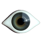 Irismuskelaugen Superior gezwickt graugrün