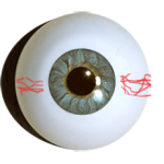 Designeraugen Superior rund graugrün mit Adern 16mm kleine Iris.