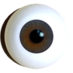 Rebornirismuskelauge